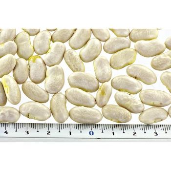 HARICOT ramant HELDA ou HILDA Bio 2