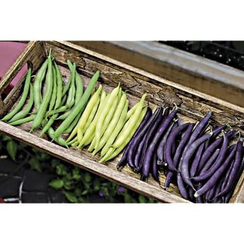 HARICOTS RAMANTS MANGETOUT en mélange de 3 variétés 2