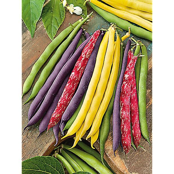 HARICOTS RAMANTS MANGETOUT en mélange de 3 variétés Bio