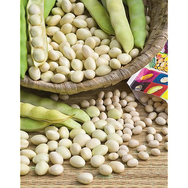 HARICOT ramant COCO GROS SOPHIE ou COCO BLANC à RAMES