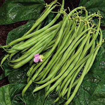 HARICOT nain filet mangetout MASCARET