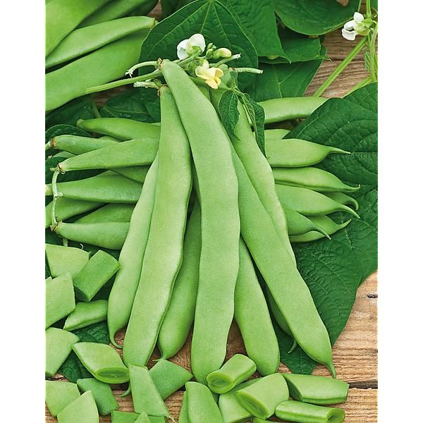 HARICOT nain mangetout HINRICHS RIESEN