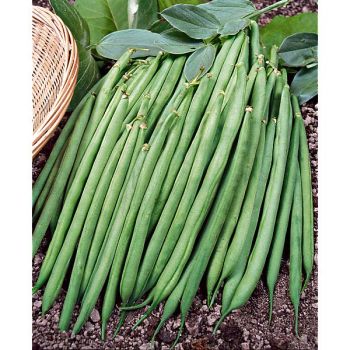 HARICOT nain mangetout EFEQUINCE