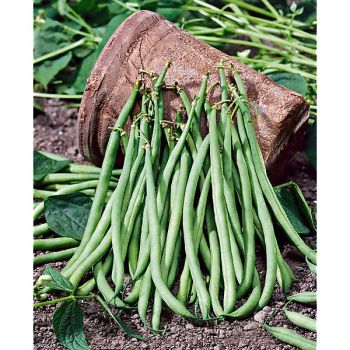 HARICOT nain filet mangetout VILBEL