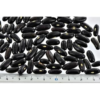 HARICOT nain filet mangetout VILBEL 2