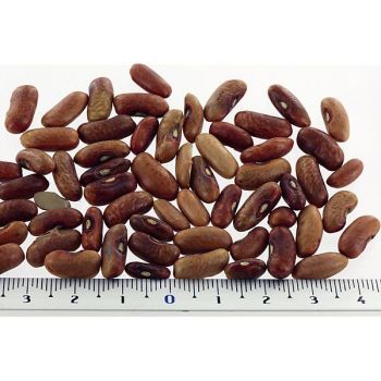 HARICOT nain mangetout  PURPLE QUEEN Bio 2