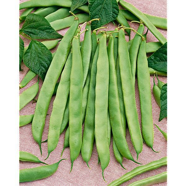 HARICOT nain mangetout MINOSSE