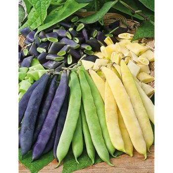 HARICOT nain mangetout PLATS MIX