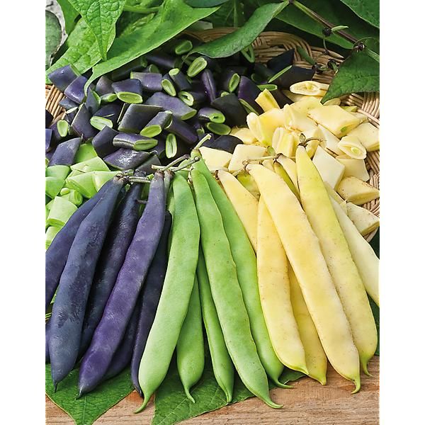HARICOT nain mangetout PLATS MIX