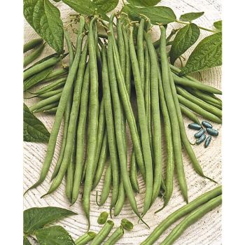 HARICOT nain filet mangetout ARGUS