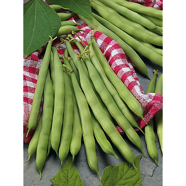 HARICOT nain mangetout SAXA