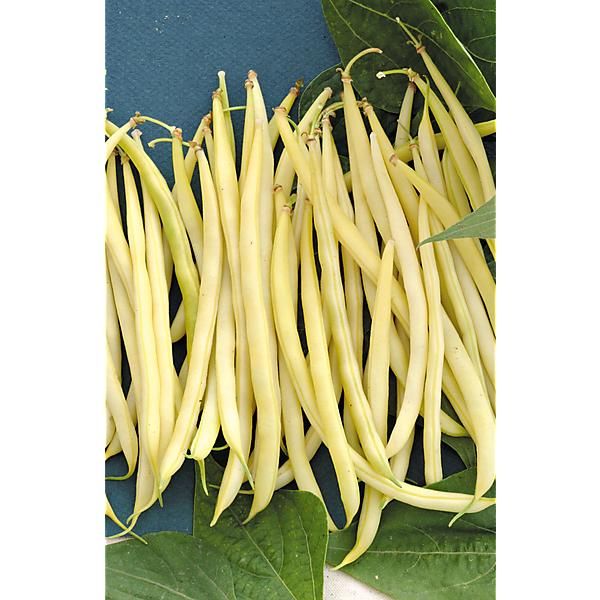 HARICOT nain filet mangetout ISAR