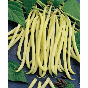 HARICOT nain mangetout ROCDOR