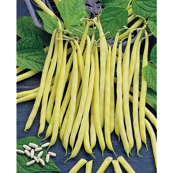 HARICOT nain filet mangetout DIOR