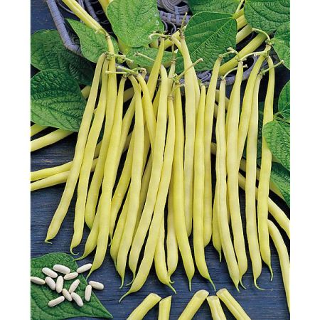 HARICOT nain filet mangetout DIOR