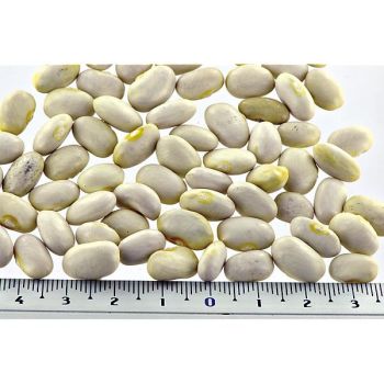 HARICOT nain mangetout CAPITANO 2