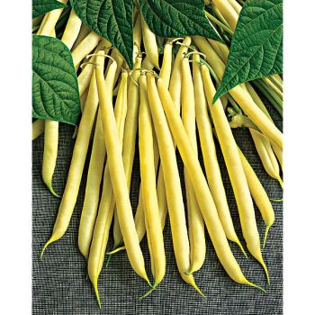 HARICOT nain mangetout MAXIDOR