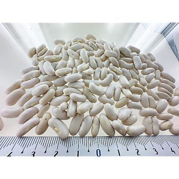 HARICOT nain mangetout MAXIDOR 2