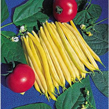 HARICOT nain mangetout CHEROKEE WAX