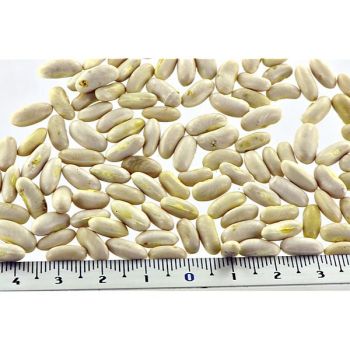 HARICOT nain mangetout DORADO 2