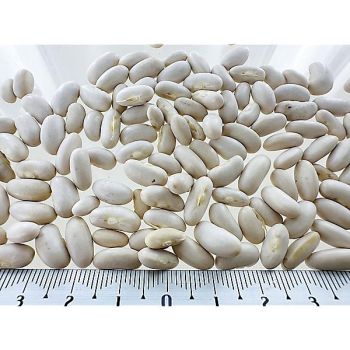 HARICOT nain mangetout KINGHORN WAX 2