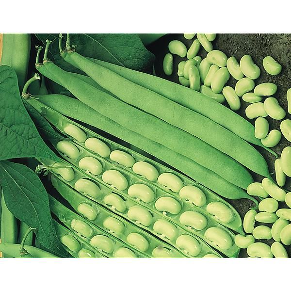 HARICOT nain flageolet FLAMBEAU