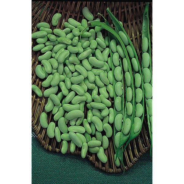 HARICOT nain flageolet FLAGRANO