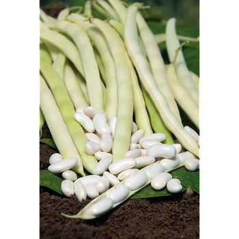 HARICOT nain HIDALGO