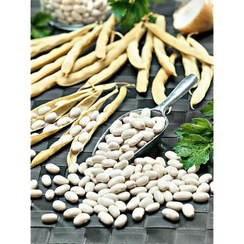 HARICOT nain HIDALGO 2