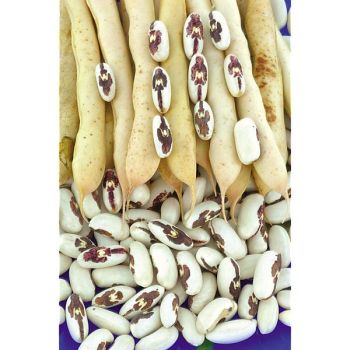 HARICOT nain SAINT ESPRIT à ŒIL ROUGE