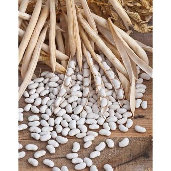 HARICOT SOISSONS NAIN à GROS PIED