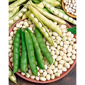 HARICOT nain COCO BLANC PRÉCOCE