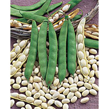HARICOT nain COCO BLANC PRÉCOCE 2