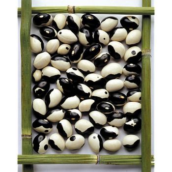 HARICOT nain DALMATIN