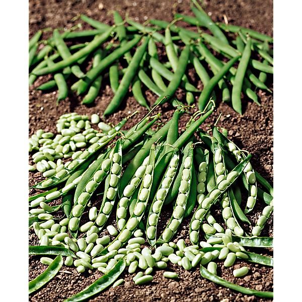 HARICOT nain flageolet PRESTO