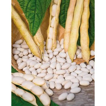 HARICOT nain COCAGNE