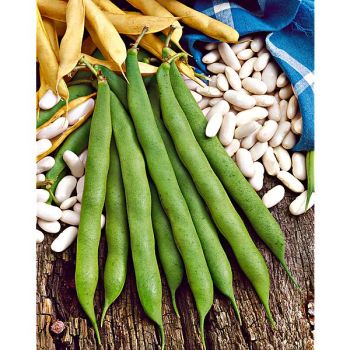 HARICOT nain SUISSE BLANC ou LINGOT ou CANNELLINO en...