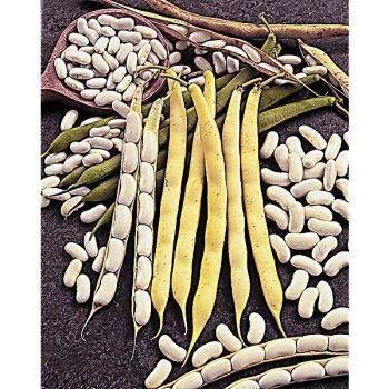 HARICOT nain SUISSE BLANC ou LINGOT ou CANNELLINO en Italie 2
