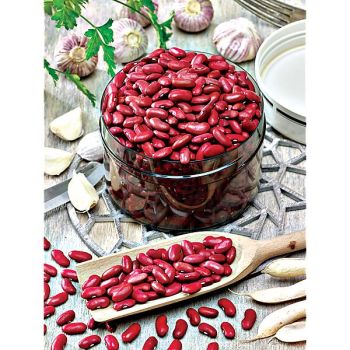 HARICOT nain CANADIAN WONDER dit ROGNON de COQ 2