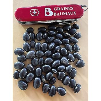 HARICOT nain STARAZAGORSKI E 2