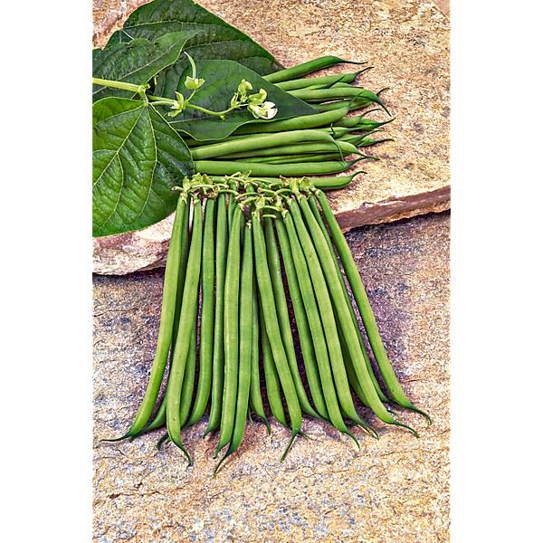 HARICOT nain filet mangetout KOALA