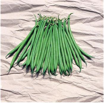 HARICOT nain filet mangetout GALION