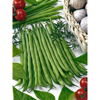 HARICOT nain filet mangetout OXINEL