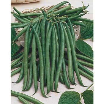 HARICOT nain filet mangetout FARADAY