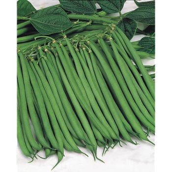 HARICOT nain filet mangetout HARICOT FILET SANFIL®
