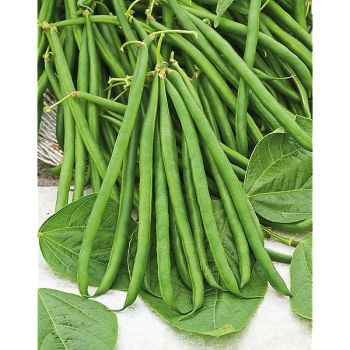 HARICOT nain filet mangetout LASORIA