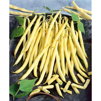 HARICOT nain filet mangetout ADORATION