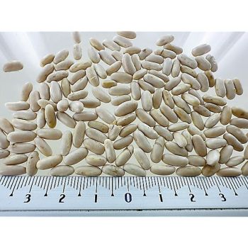 HARICOT nain filet mangetout ADORATION 2