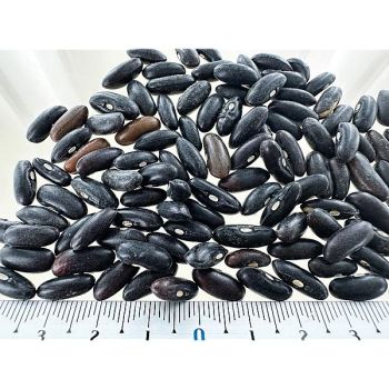 HARICOT nain filet mangetout SIGNAL 2