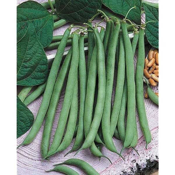 HARICOT nain filet mangetout TALISMAN